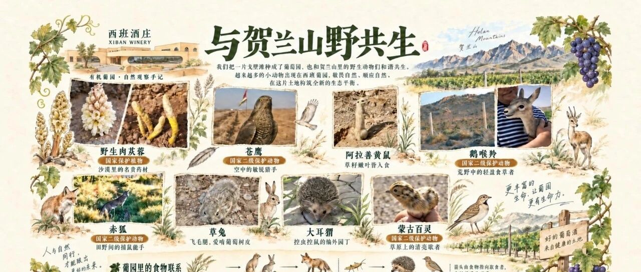 我们把一片戈壁滩，种成了一个有邻居的葡萄园